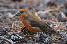 Cassia Crossbill