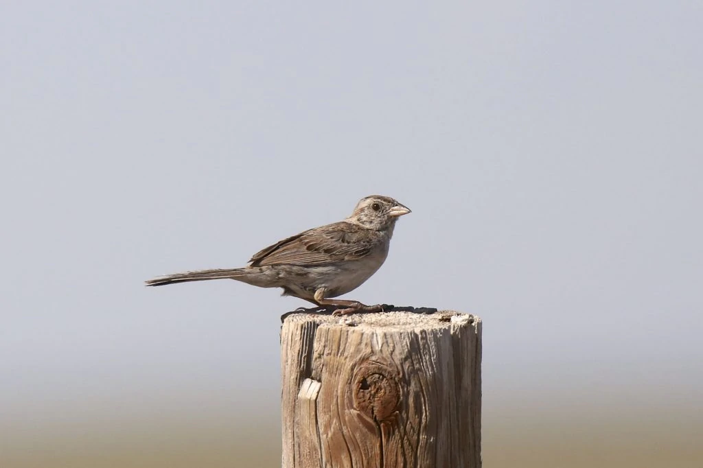 cassin's sparrow