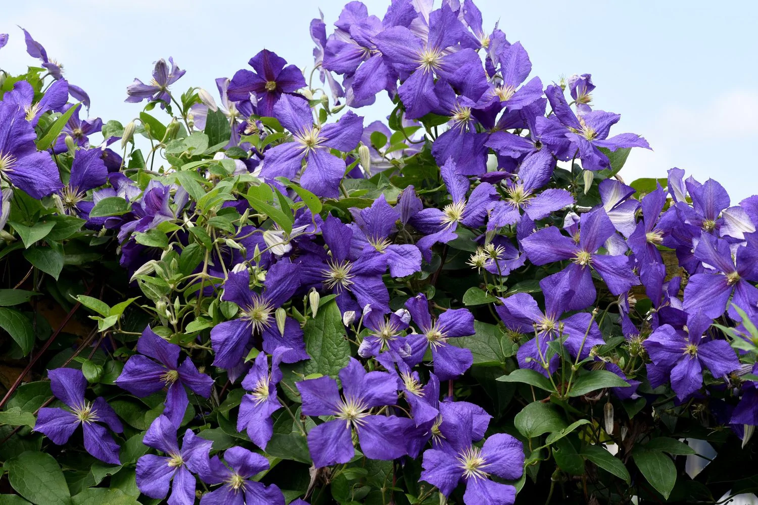 Clematis