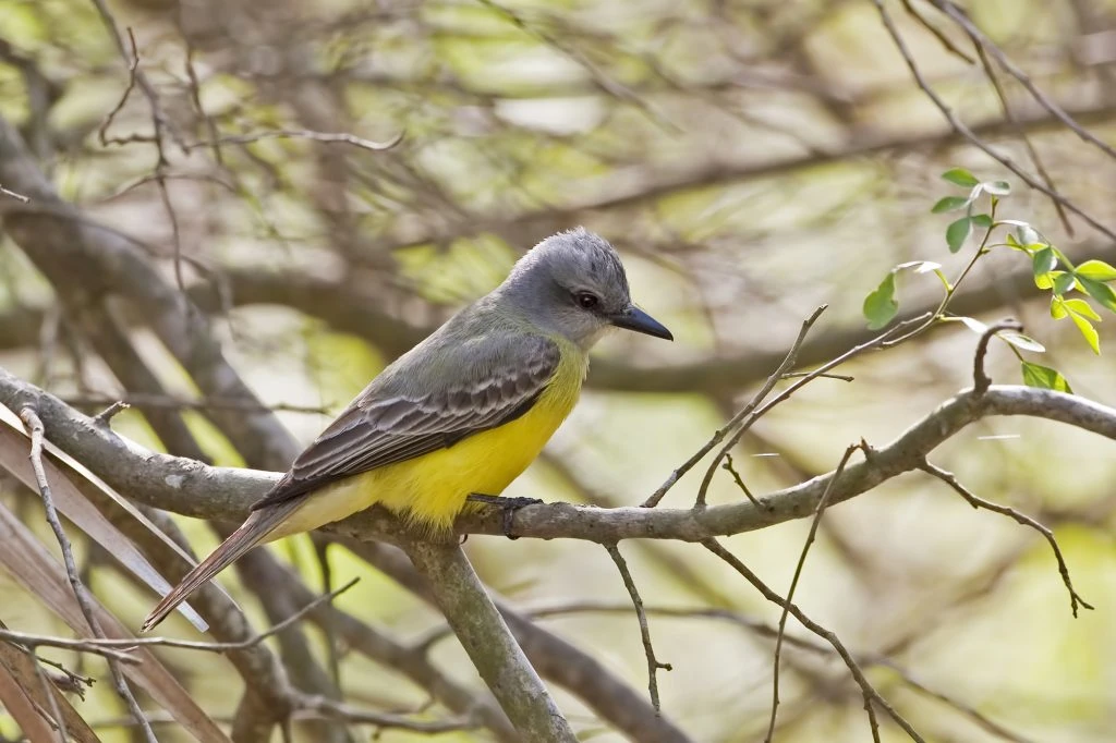 Couch's Kingbird, Tyrannus couchii