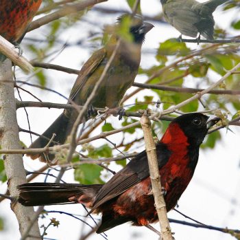 Crimson-collared Grosbeak