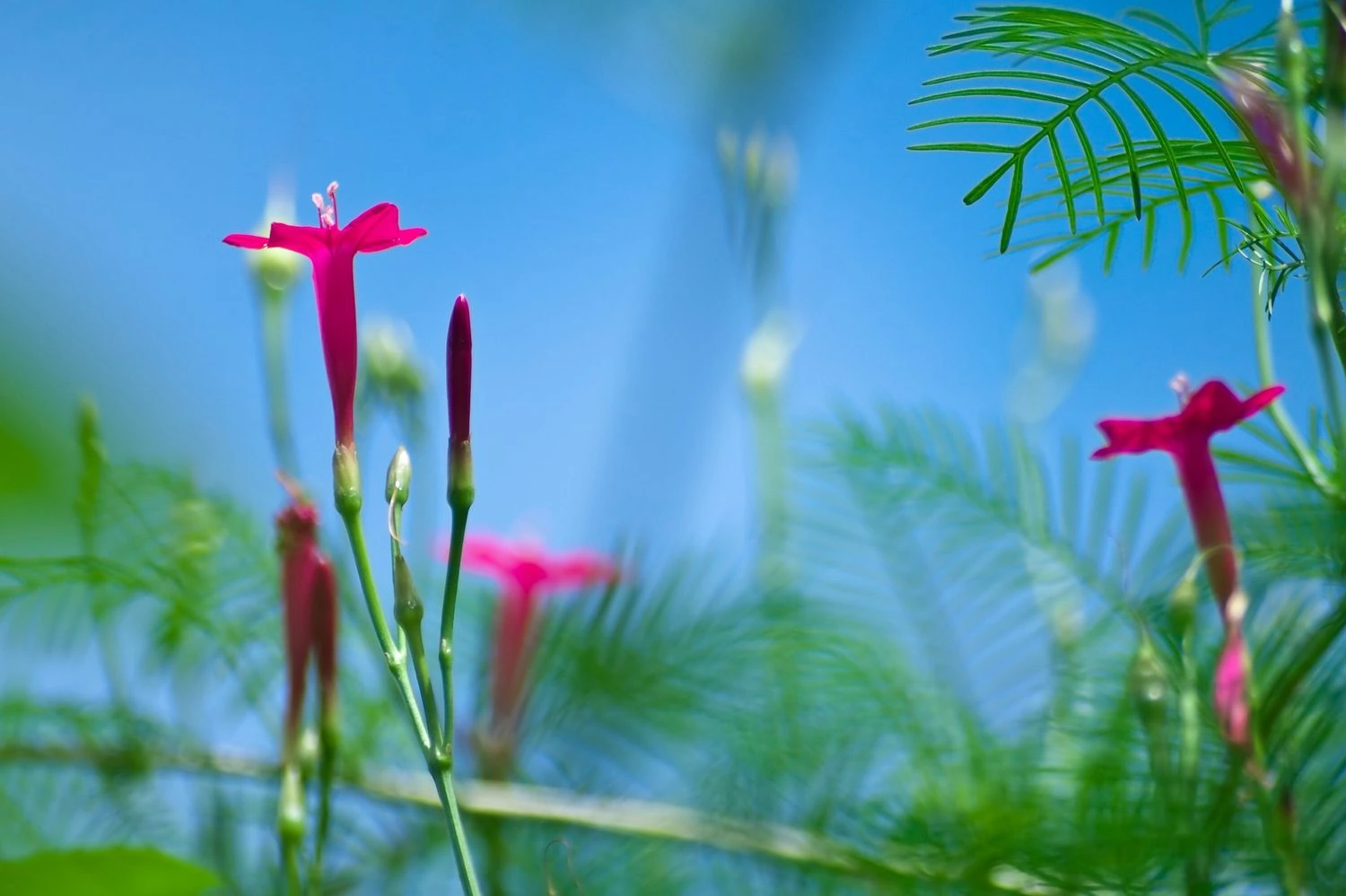 Cypress vine