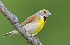 29 Yellow Birds in Kentucky (ID and Song Guide)
