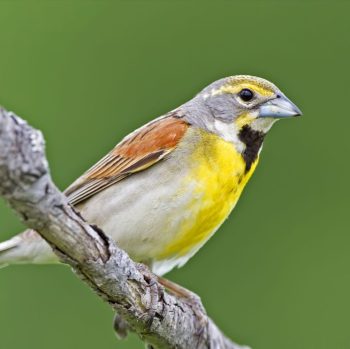 Dickcissel