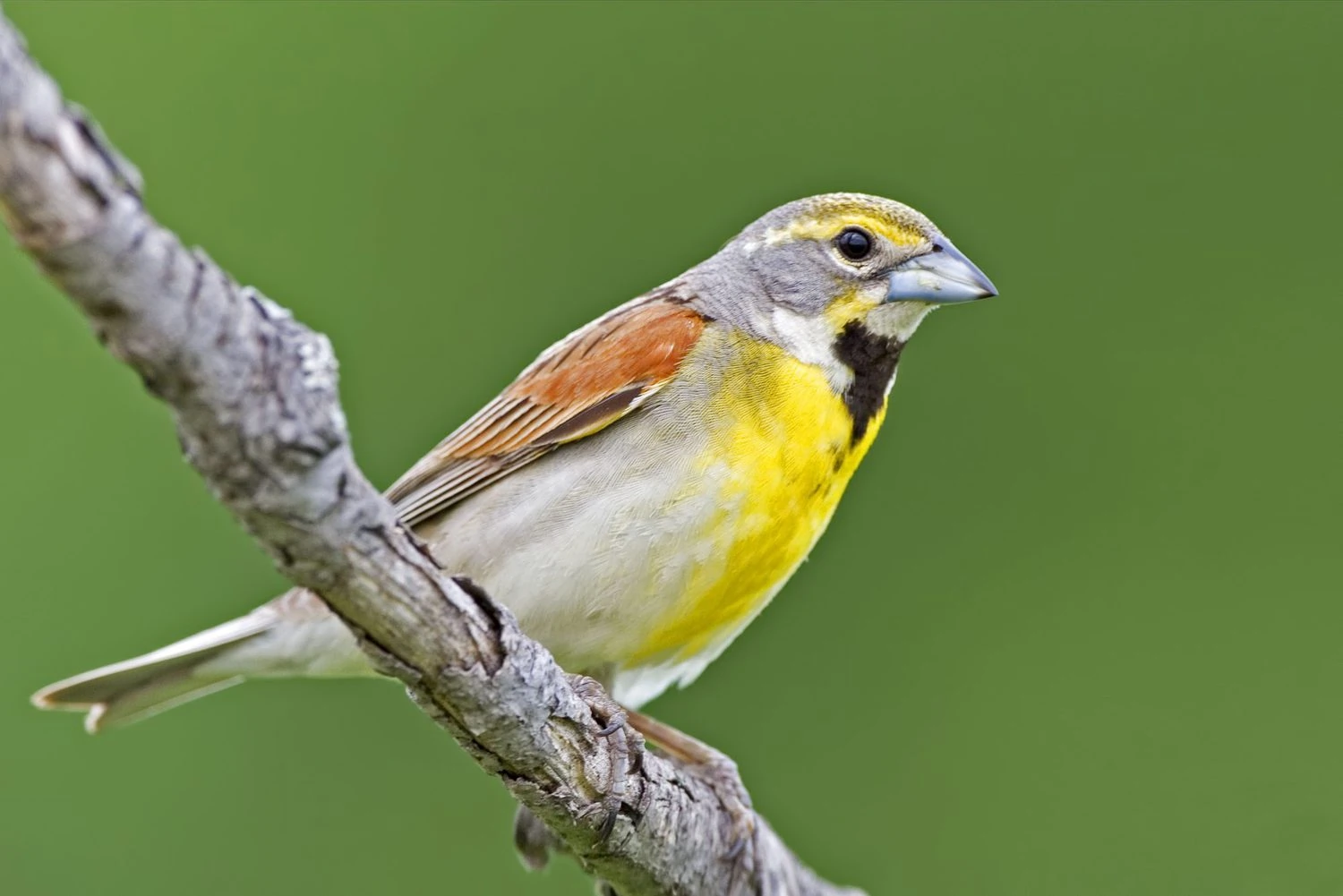 Dickcissel, Spiza americana,