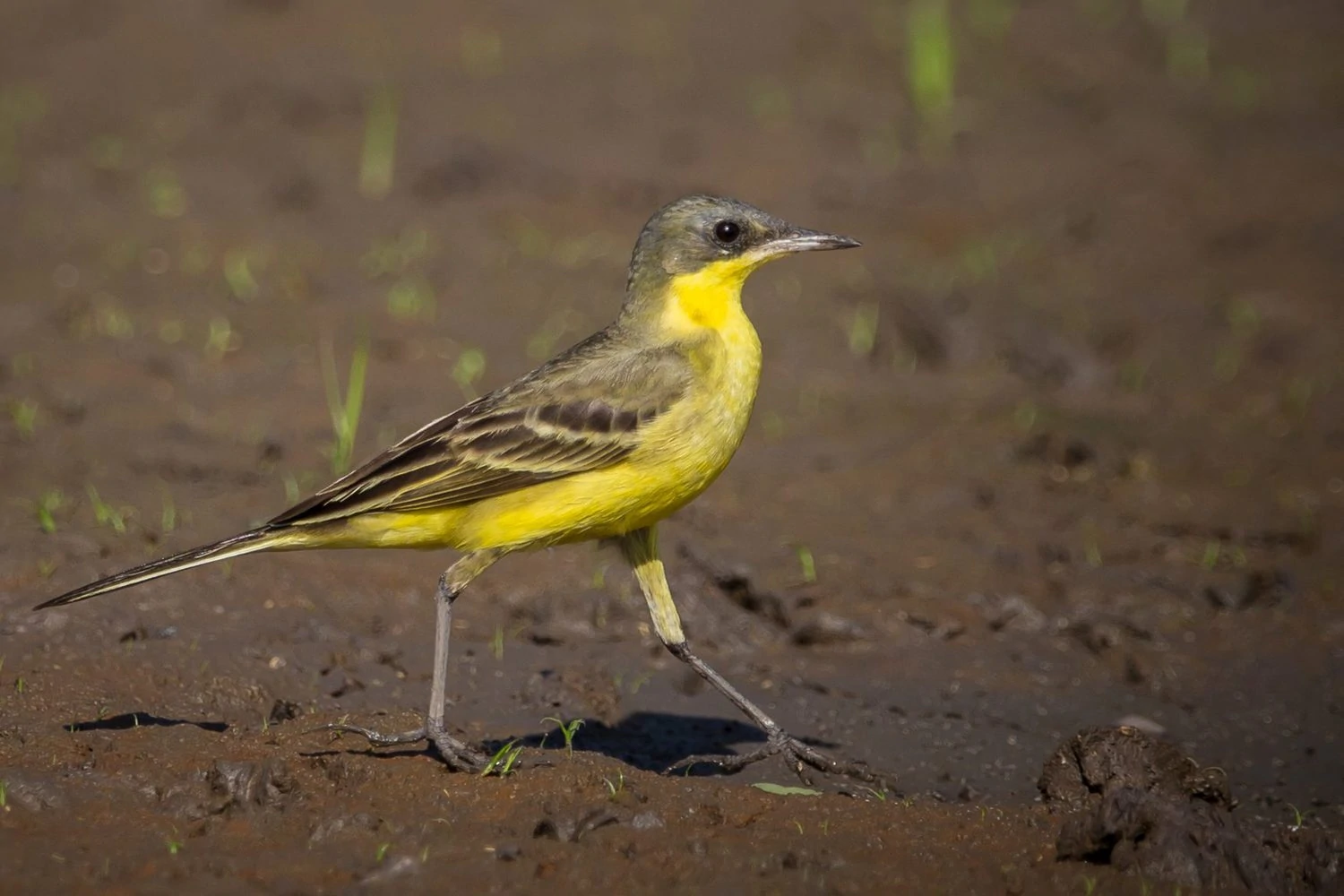 Eastern Yellow Wagtail (Motacilla flava) 