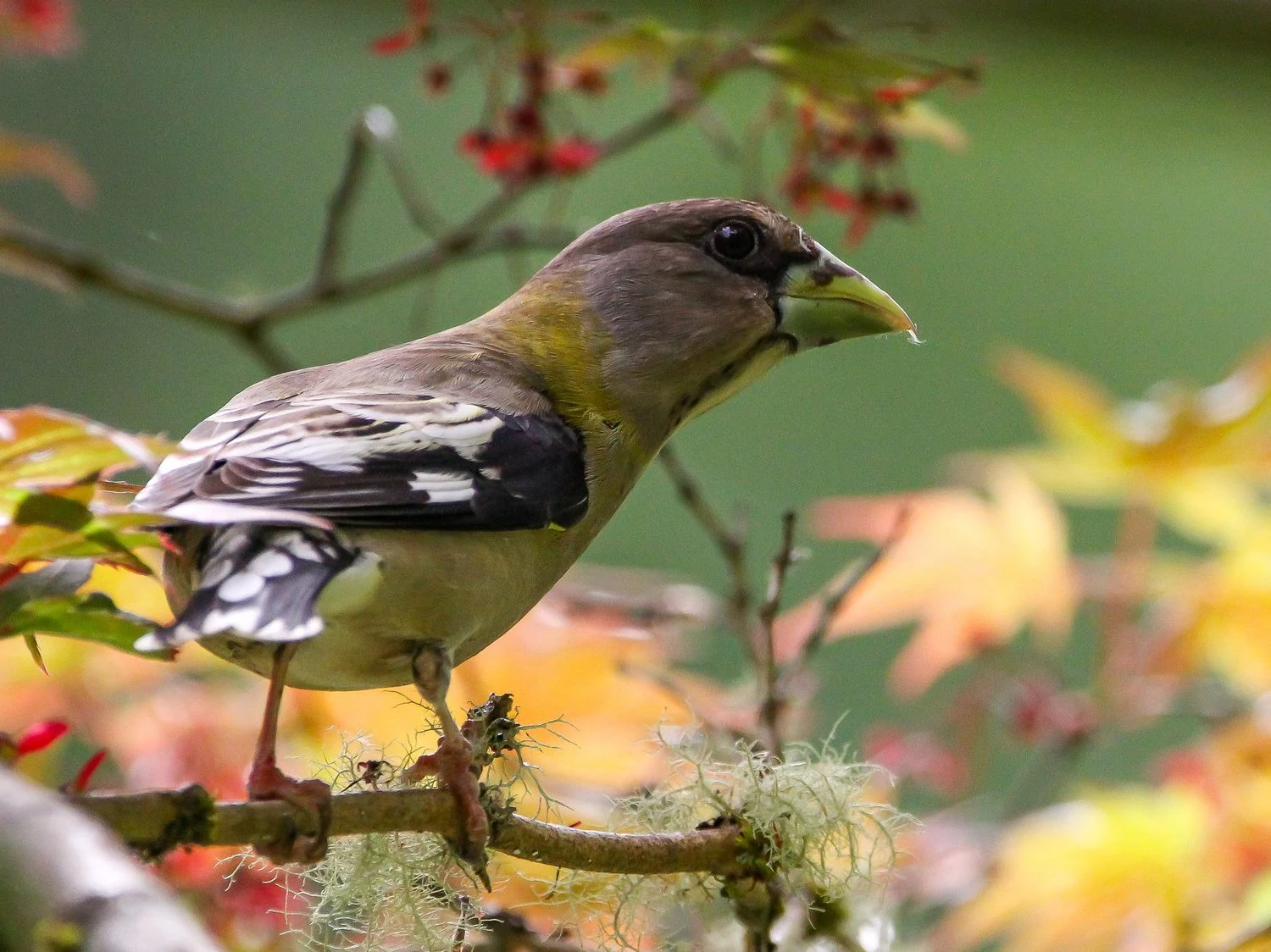 Evening Grosbeak female