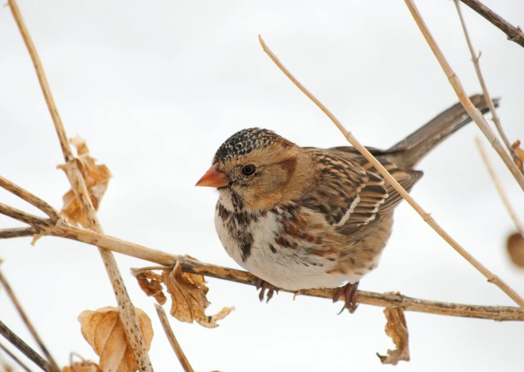 harris sparrow