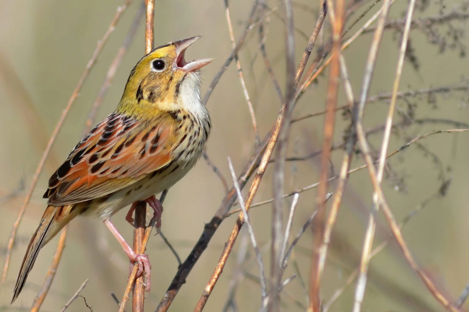 Henslow's,Sparrow