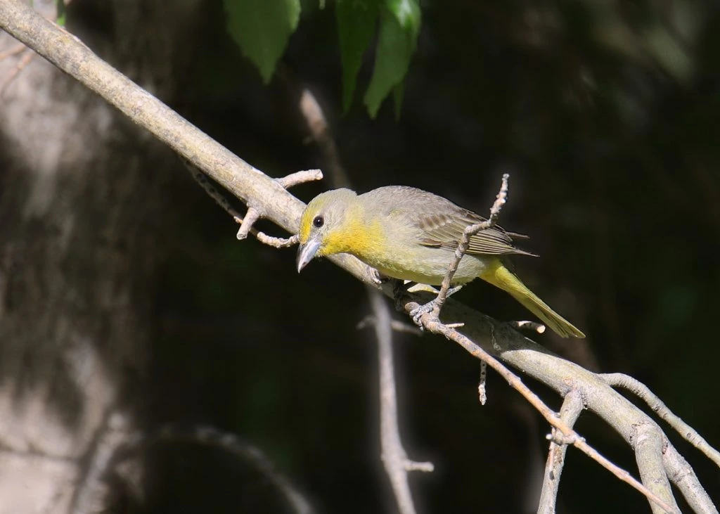 Hepatic Tanager Female