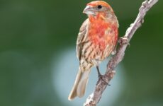 34 Small Birds In Arkansas You Should Know