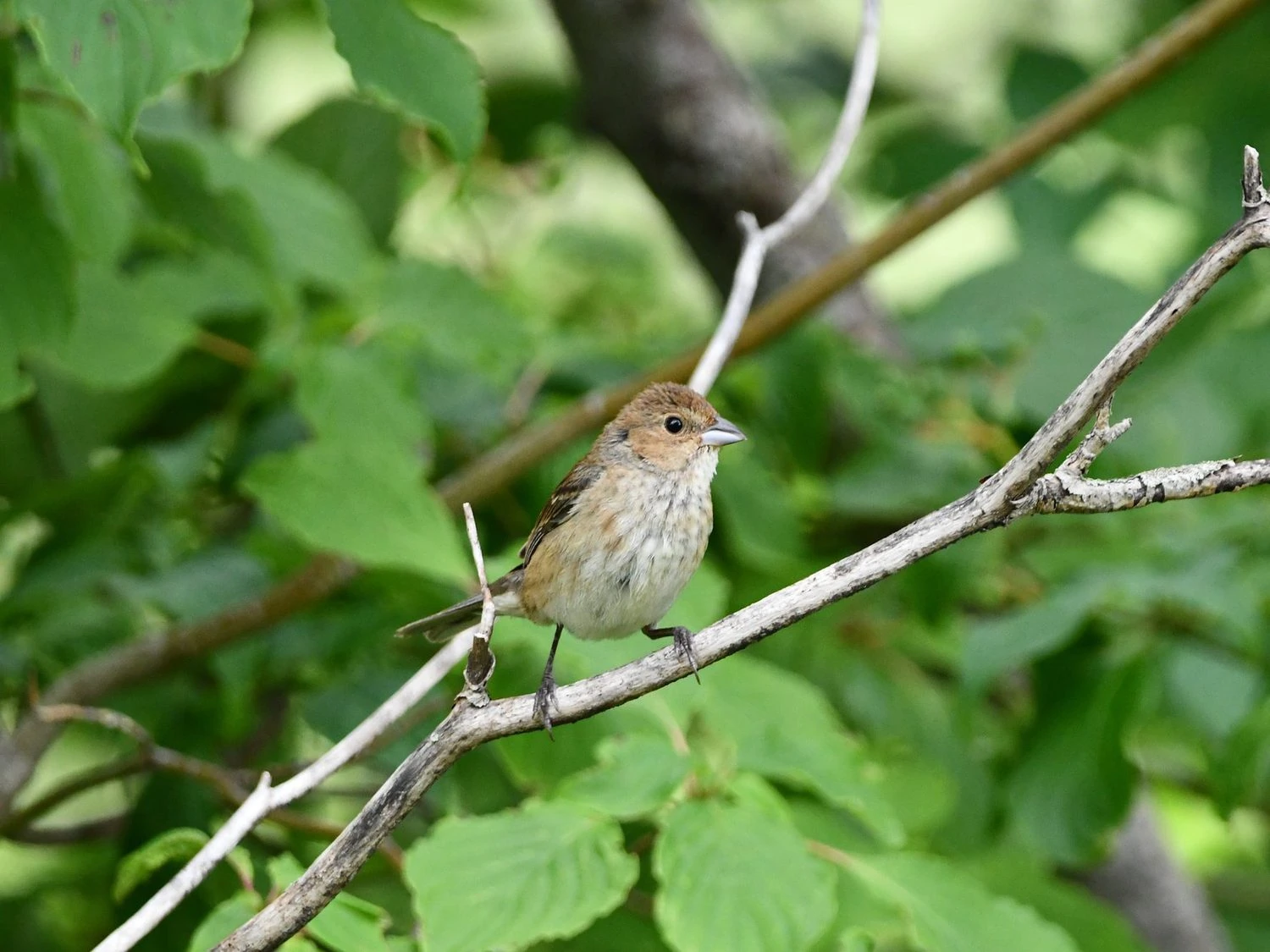 Indigo Bunting Female