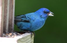 Indigo Bunting