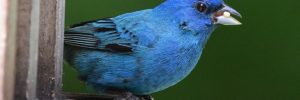 Indigo Bunting