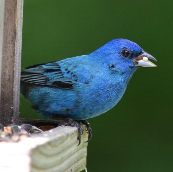 Indigo Bunting