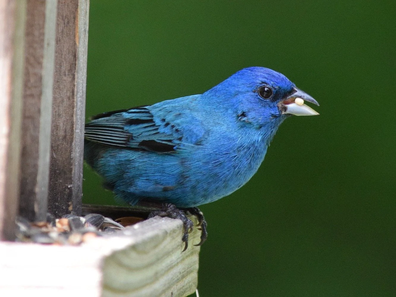 Indigo bunting