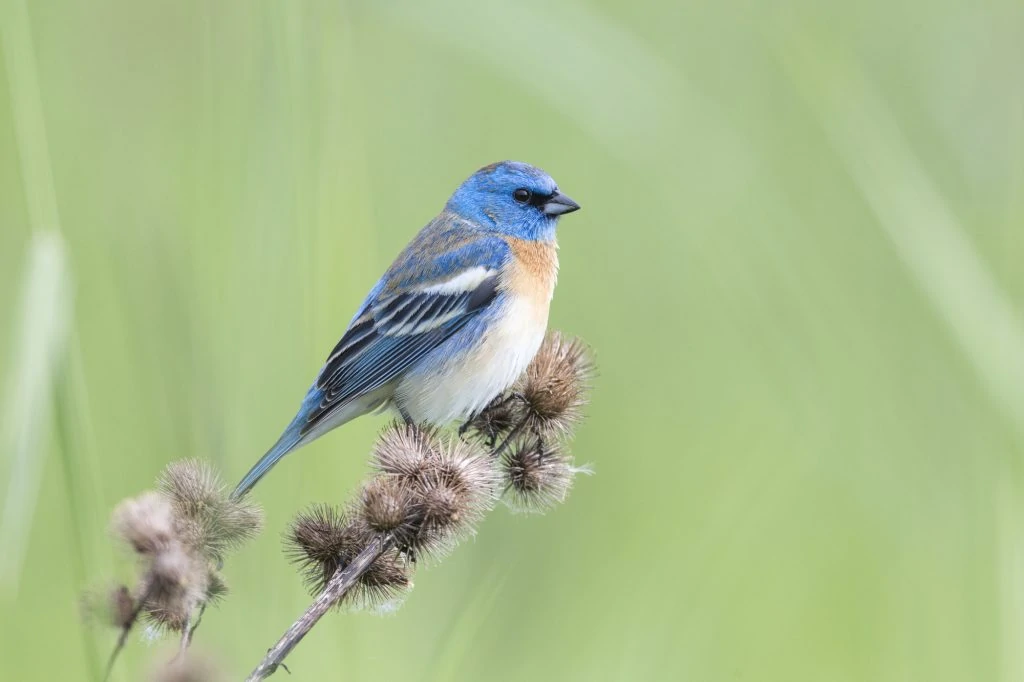 Male Lazuli bunting