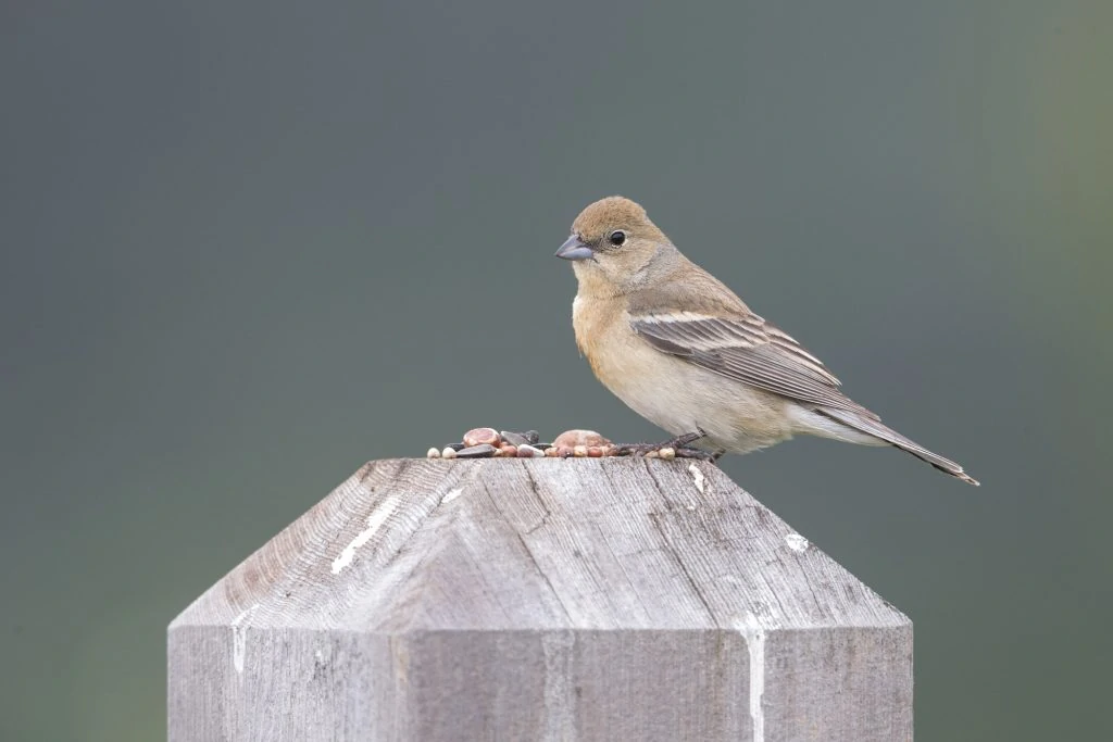 female Lazuli bunting