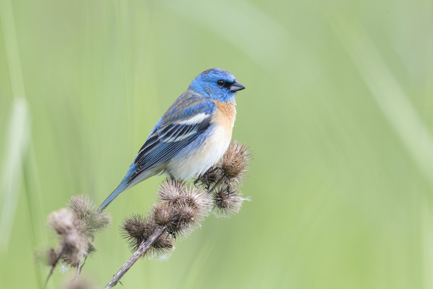 Male Lazuli bunting