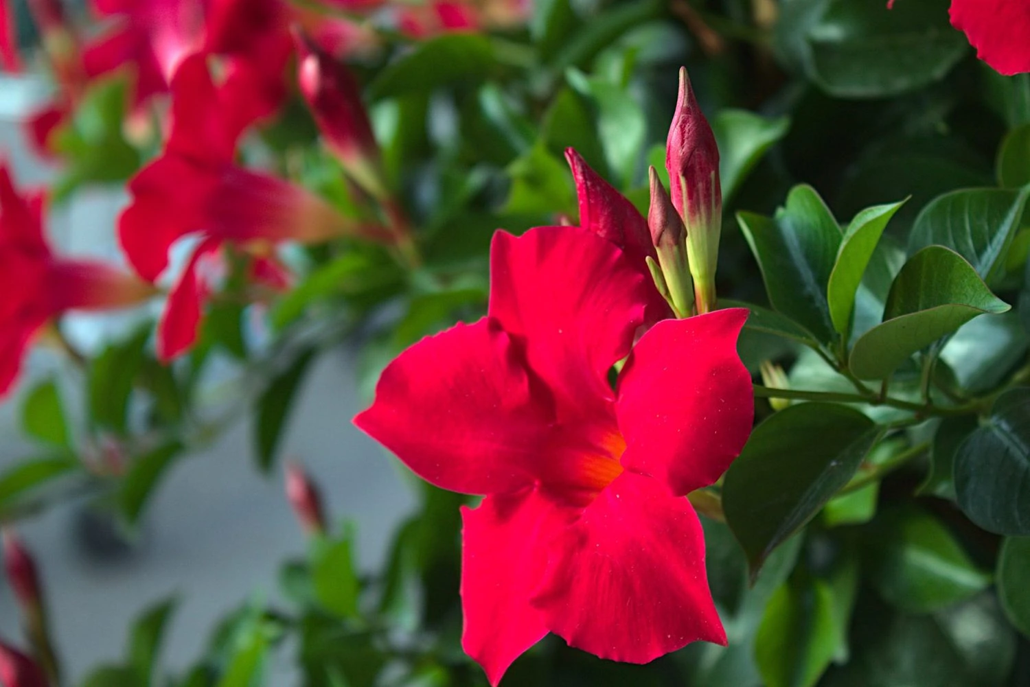 Mandevilla