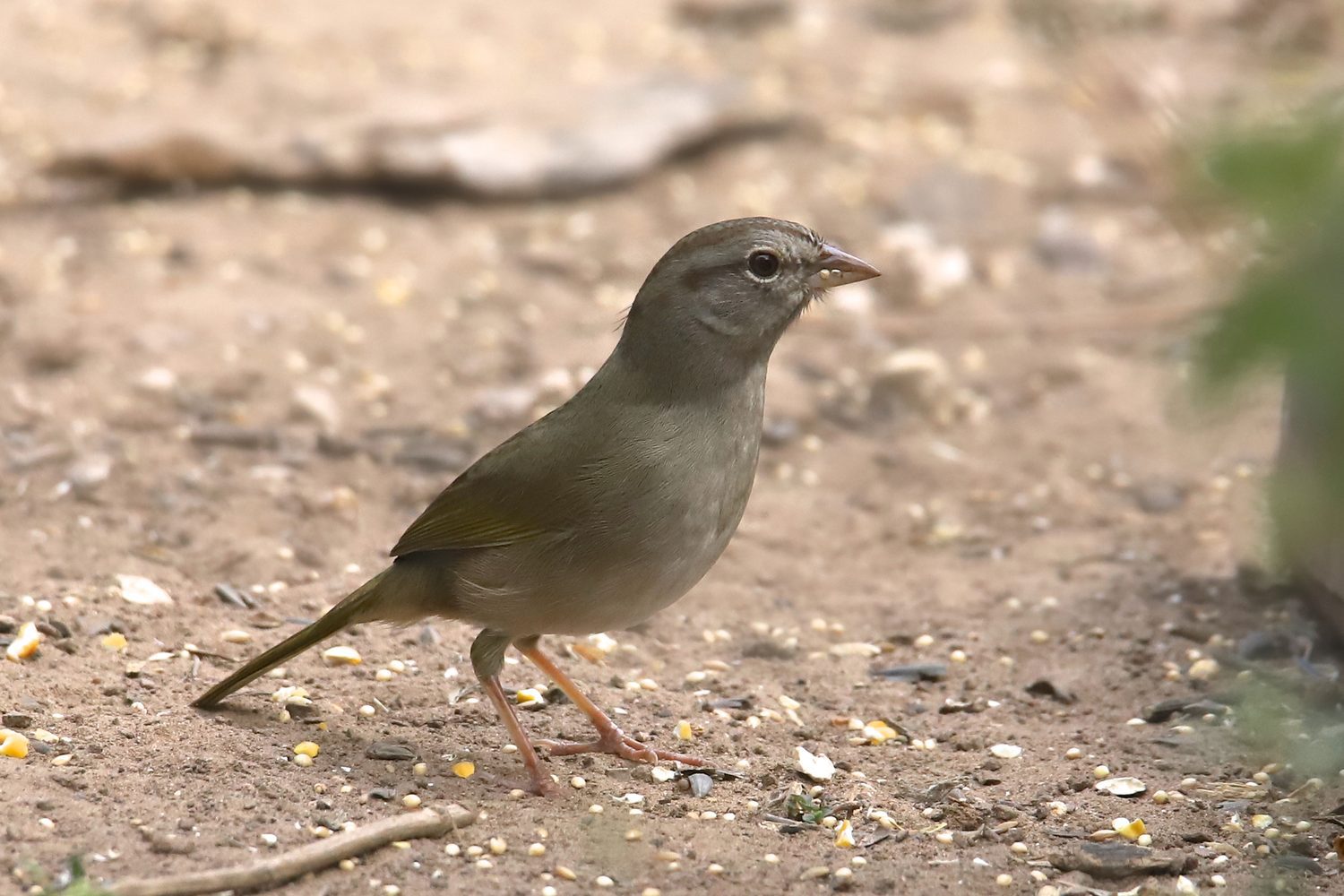 olive sparrow