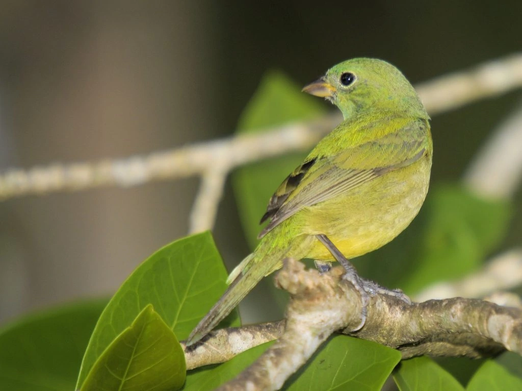 Painted Bunting female