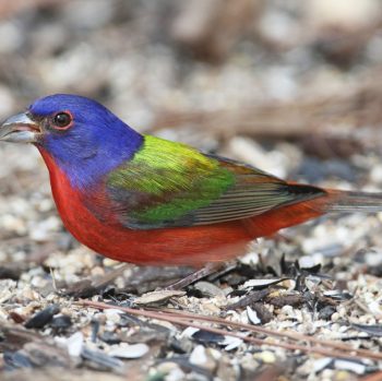 Painted Bunting