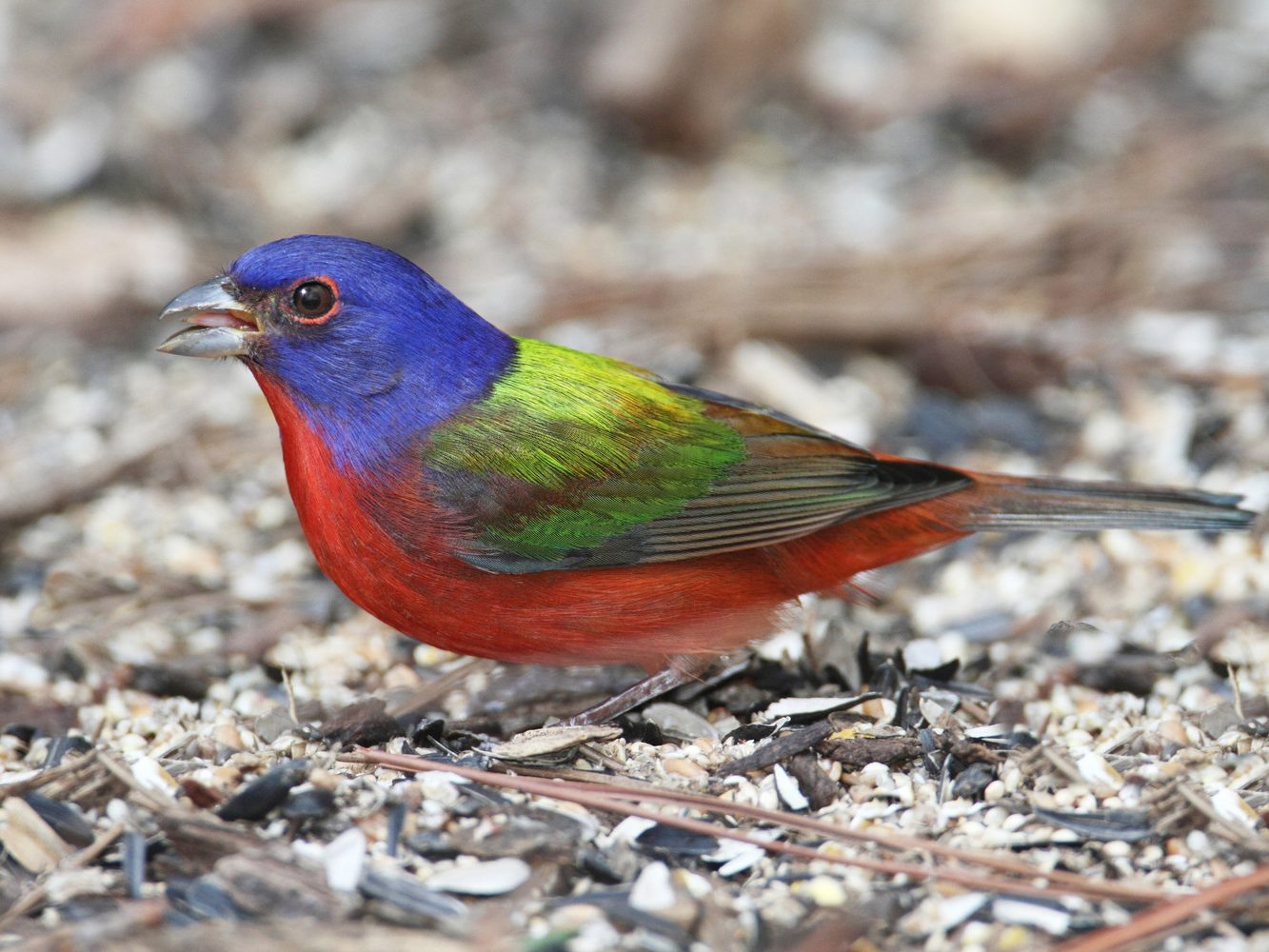 painted bunting