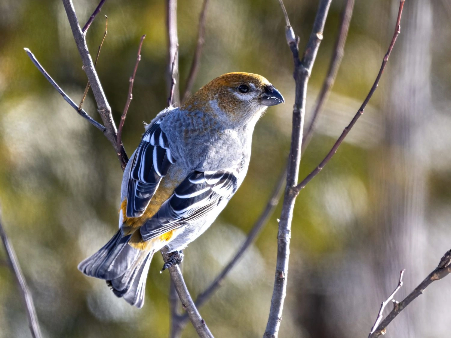 Pine Grosbeak Female