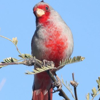 Pyrrhuloxia