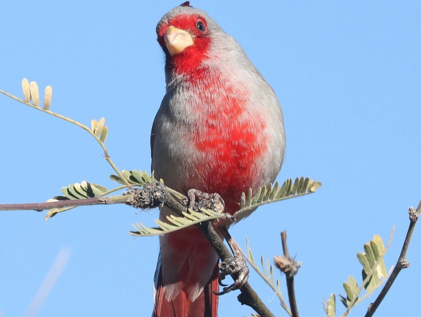 Pyrrhuloxia