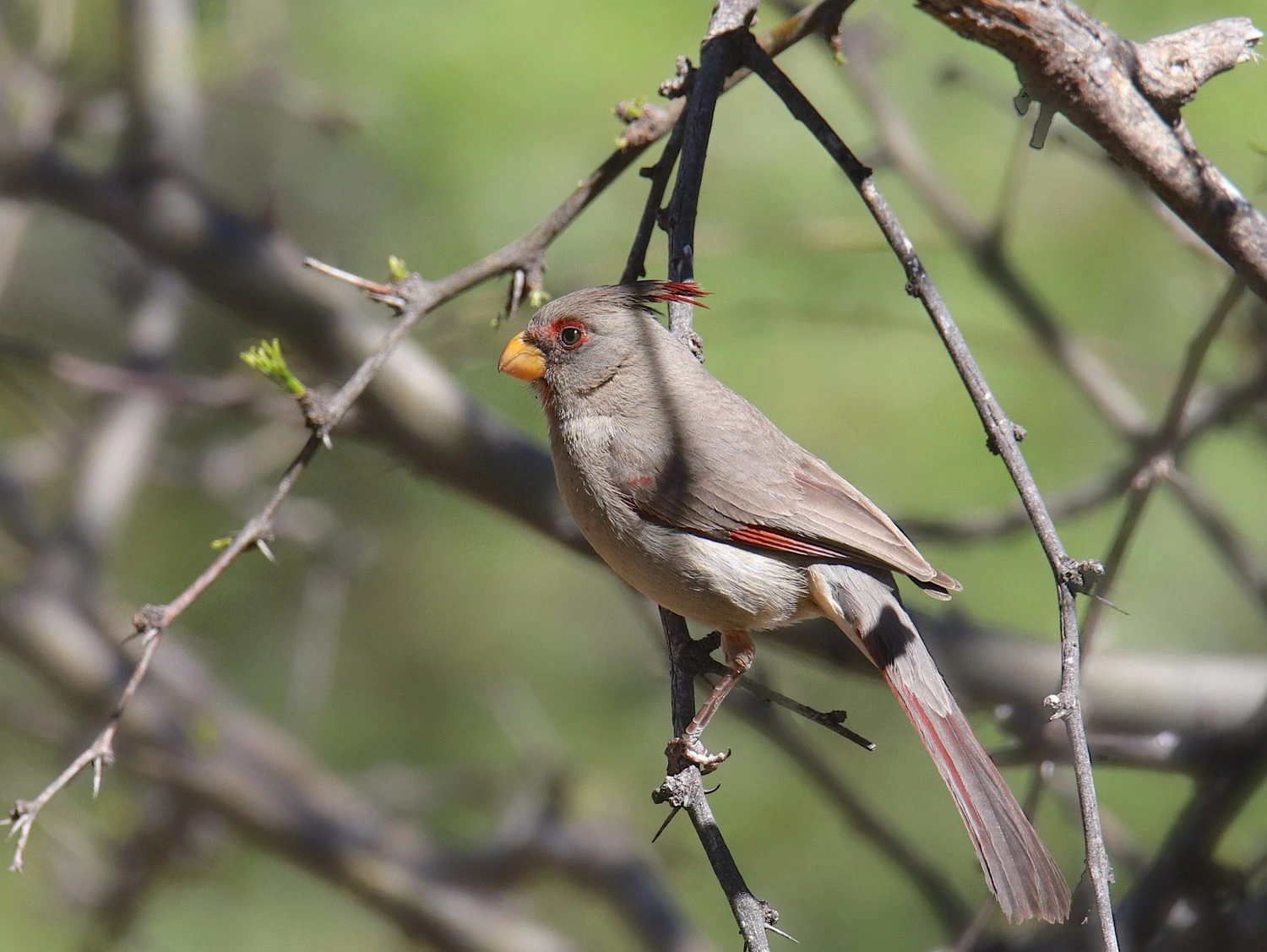 Pyrrhuloxia female