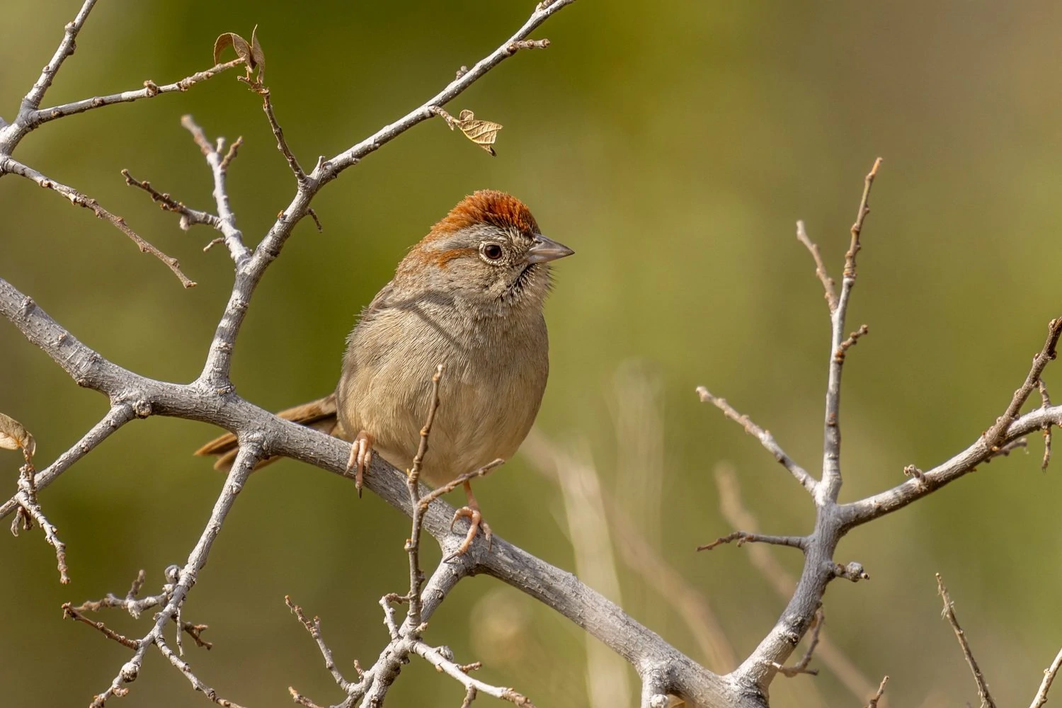 Rufous-winged Sparrow