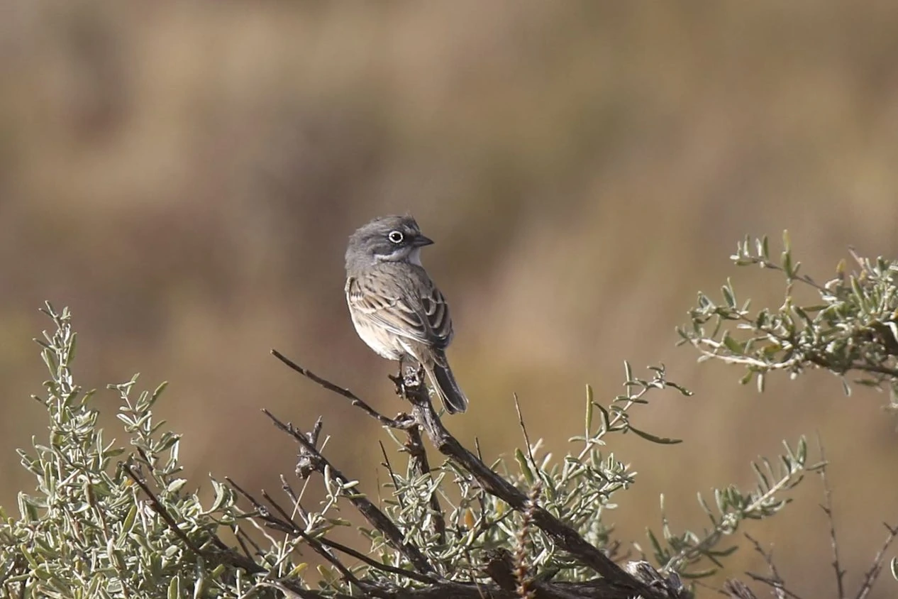 Sagebrush sparrow