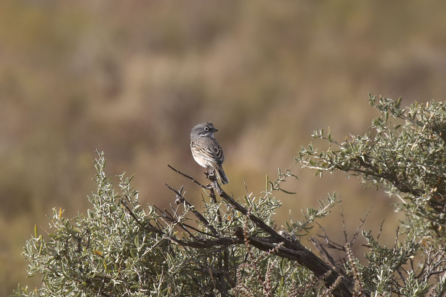 Sagebrush sparrow