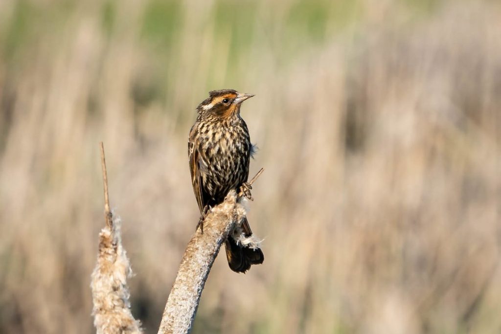 saltmarsh sparrow