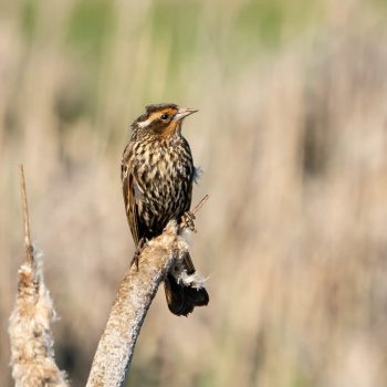 Saltmarsh Sparrow