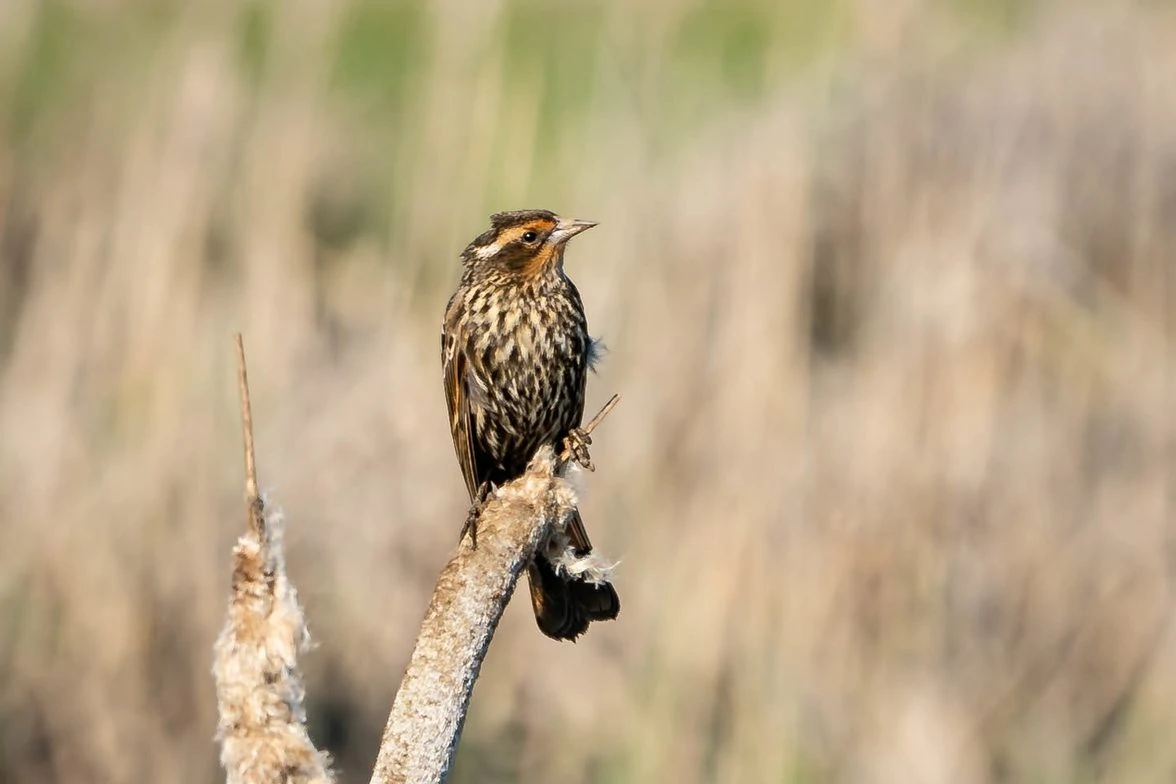 saltmarsh sparrow