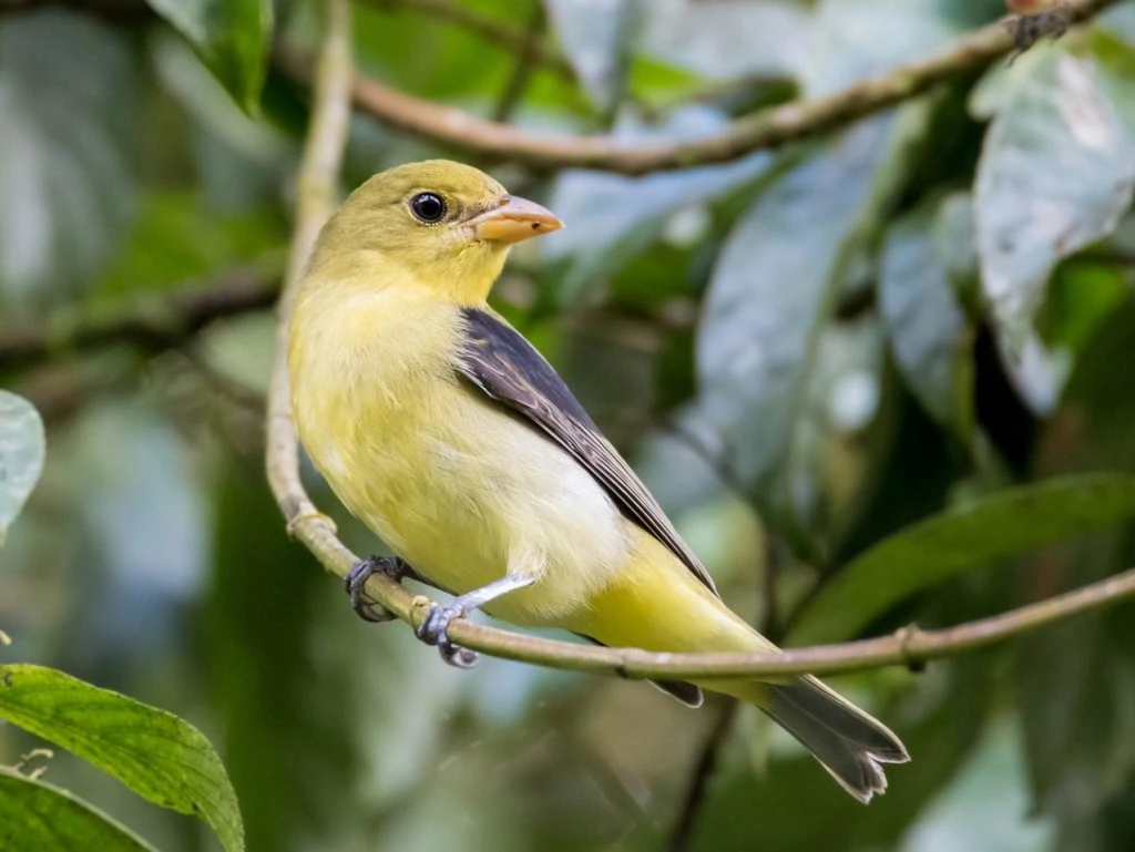 scarlet tanager (Piranga olivacea) female