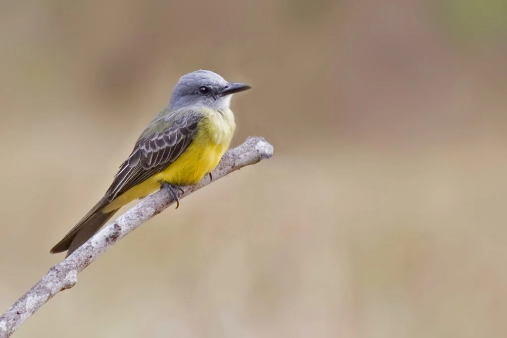 Tropical Kingbird, Tyrannus melancholicus,