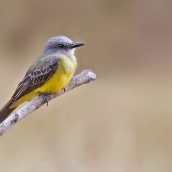 Tropical Kingbird