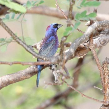 Varied Bunting