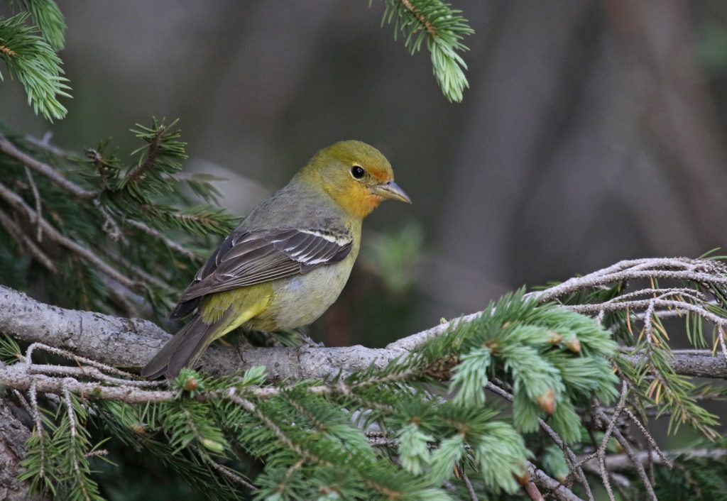 Western Tanager