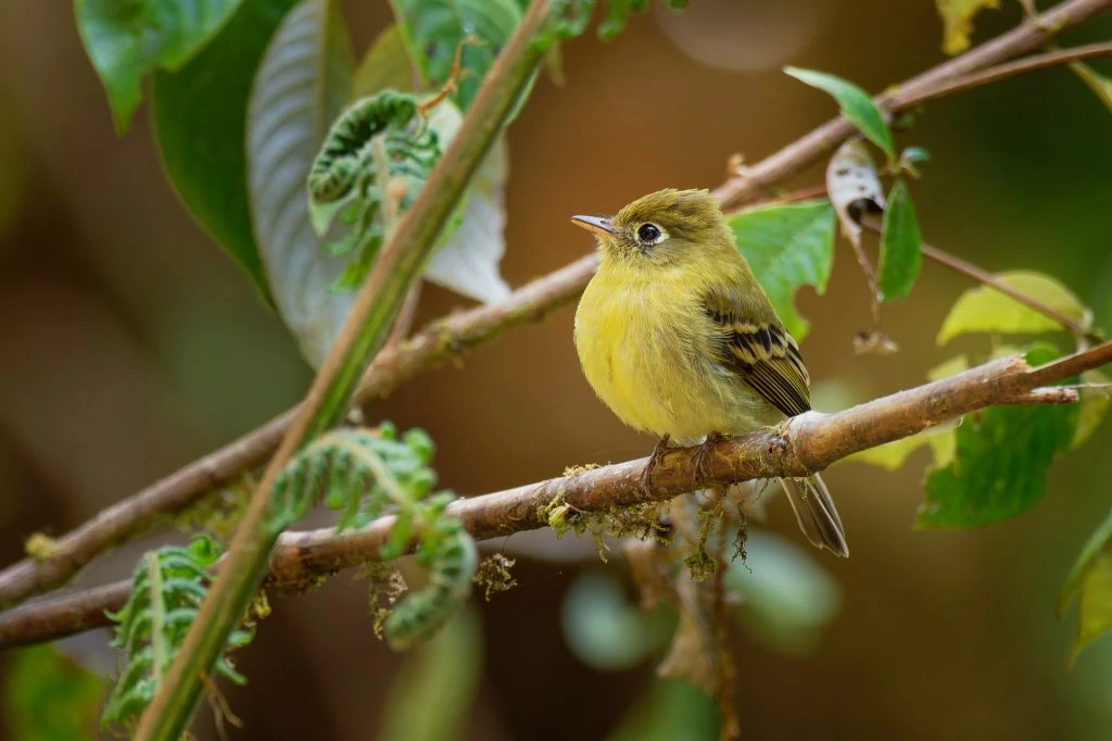 Yellow Flycatcher - Empidonax flavescens