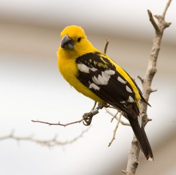 Yellow Grosbeak