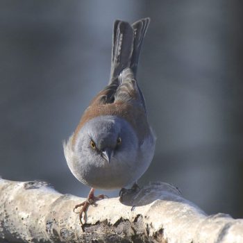 Yellow-eyed Junco