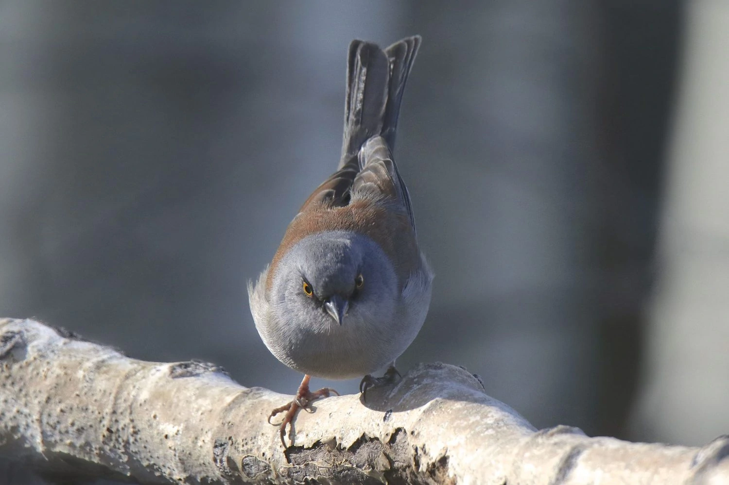 Yellow eyed Junco