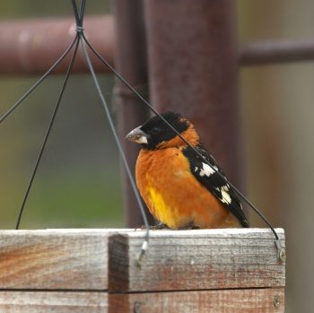 Black-headed Grosbeak