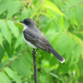 Eastern Kingbirds