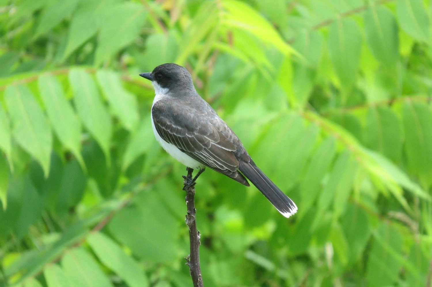 eastern-kingbird